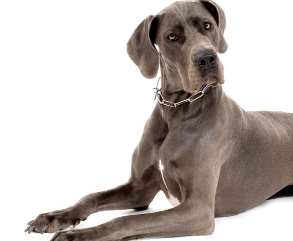 Torsione stomaco cane alano: cosa fare, cura, prevenzione