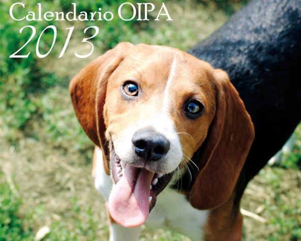 calendario oipa 2013 video