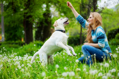 Cittadini adottano gli spazi verdi per cani