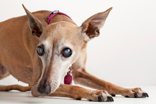 Cane cieco come comunicare