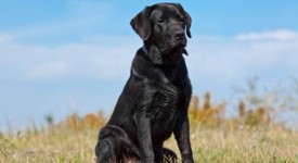Salute cani studio Kennel Club