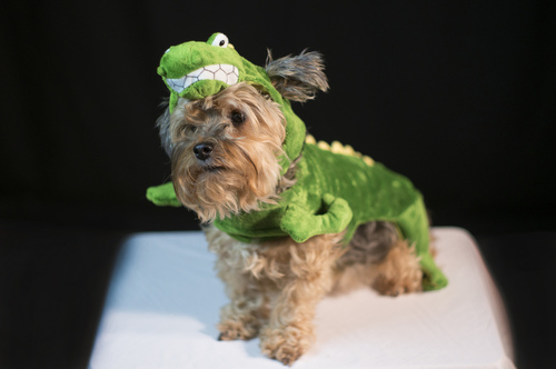 vestiti di carnevale per animali