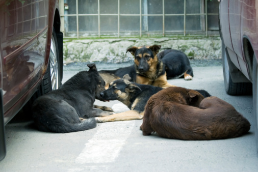 Bocconi avvelenati per cani