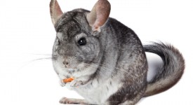 malattie cincillà