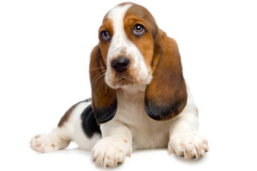 Basset hound carattere prezzo