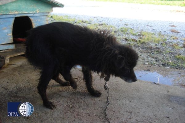 cagnolina maltrattata oipa video foto