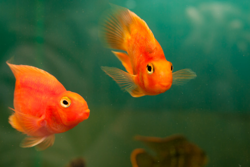 pesce rosso cambia colore