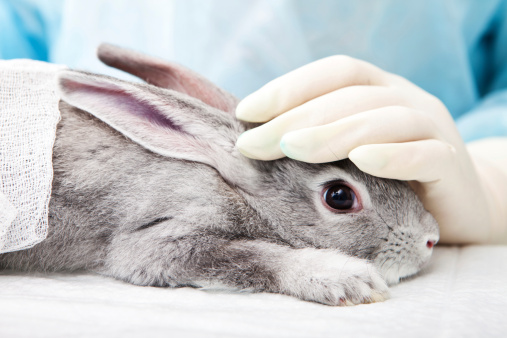 Test cosmetici animali 11 marzo stop europeo