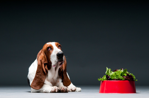 Basset hound problemi salute alimentazione