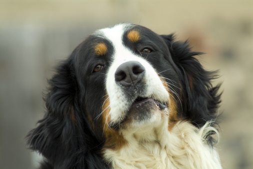 maglione di pelo di cane