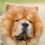 chow chow foto carattere prezzi