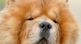 chow chow foto carattere prezzi