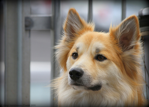 Giornata dei single con animali