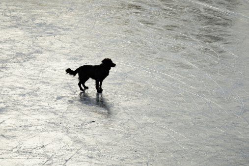 video salvataggio cane su ghiaccio