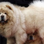 chow chow foto carattere prezzi