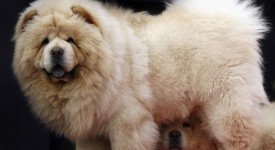 chow chow foto carattere prezzi