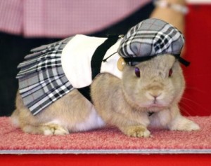 vestiti per conigli