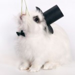 vestiti per conigli