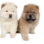 chow chow foto carattere prezzo