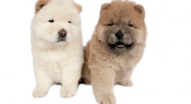 chow chow foto carattere prezzo