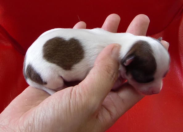 san valentino animali foto