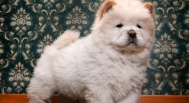 chow chow