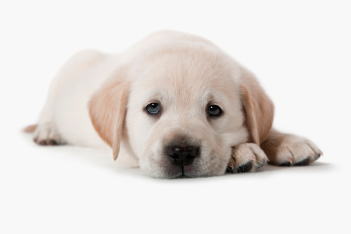 Sterilizzazione cani maschi pro contro