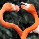 san valentino animali foto