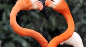 san valentino animali foto