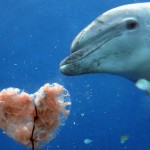 san valentino animali foto