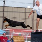 doberman struttura fisica standard foto