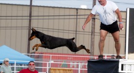 doberman struttura fisica standard foto