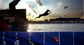 doberman struttura fisica standard foto