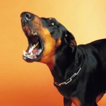 doberman struttura fisica standard foto