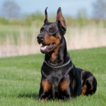 doberman struttura fisica standard foto