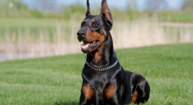 doberman struttura fisica standard foto