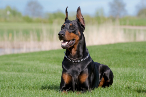 doberman struttura fisica standard foto