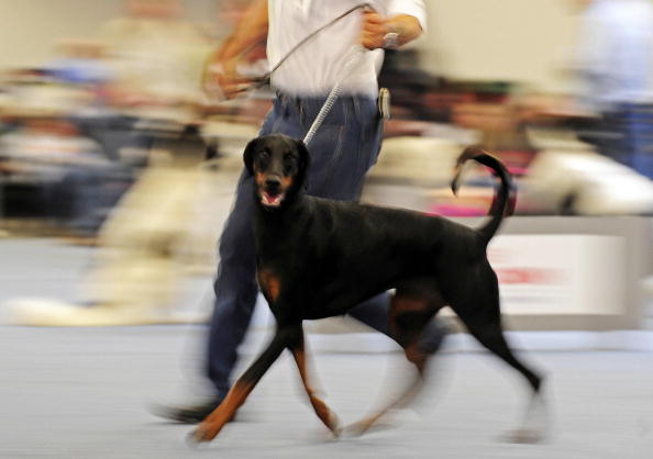 dobermann carattere comportamento bambini