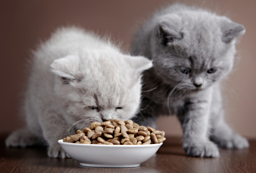 Patè per gatti fatto in casa