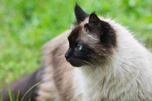 Gatto Birmano aiuta bimbo parlare