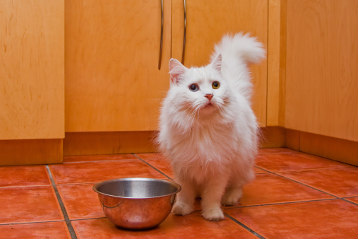 Ricette casalinghe gatto leccarsi baffi