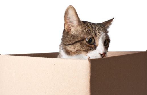 Perché gatti piacciono scatole