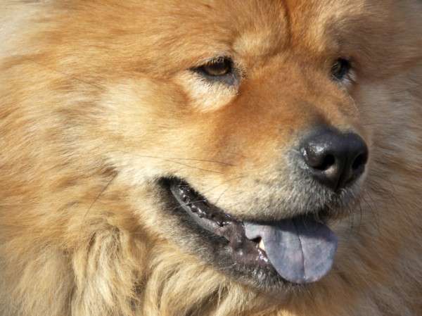 lingua blu chow chow