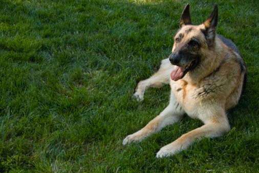 gravi condizioni di salute cane Tommy