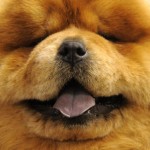 chow chow doto carattere prezzi allevamento