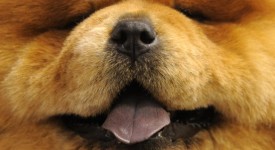 chow chow doto carattere prezzi allevamento