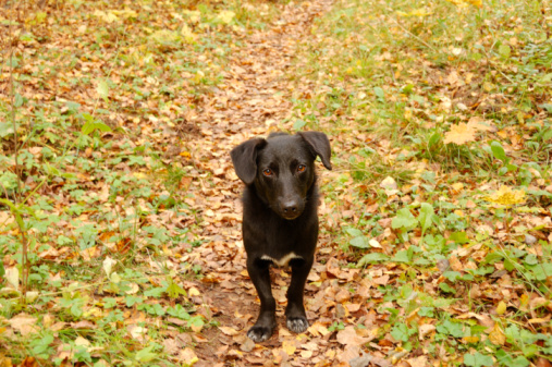 storia spillo cane randagio nero