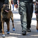 cani poliziotto con scarpe blu