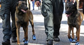 cani poliziotto con scarpe blu