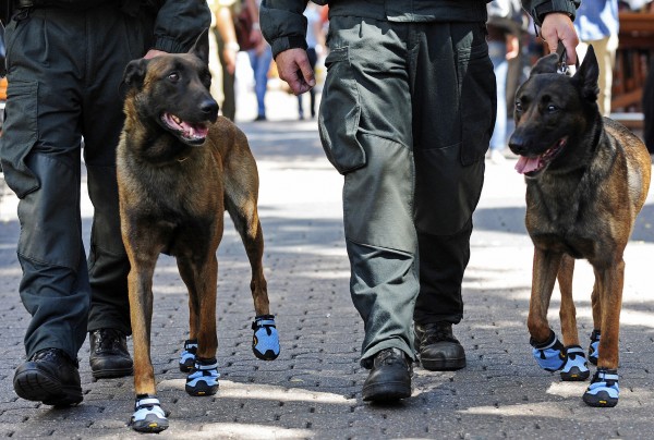 cani poliziotto con scarpe blu